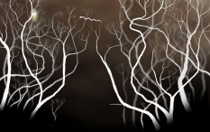 Botanicula obraz #14321